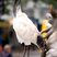 Australian Ibis